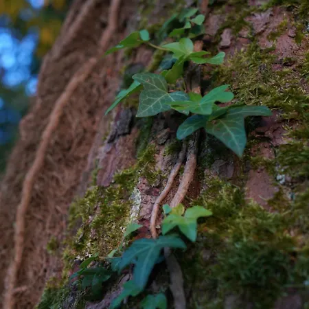 Naturraum - Wellnessoase Am Mittelrheintal Séjour chez l'habitant *