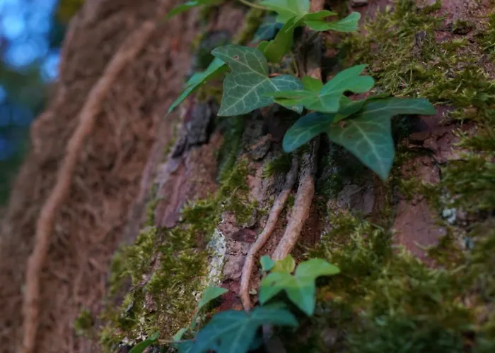 Naturraum - Wellnessoase Am Mittelrheintal Homestay *